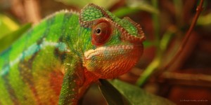 Chameleon (c) Margit Voeltz, pixelio.de