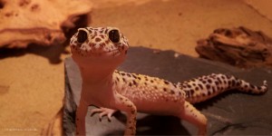 Gecko (c) Grossmann, pixelio.de