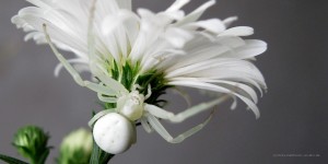 White Spider in Flower (c) Erika Hartmann, pixelio.de