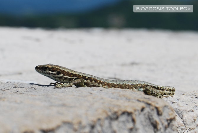 Lizard on sunny wall, without its tail. 